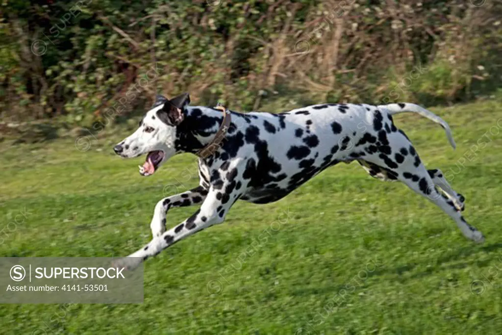 Spotted Black And White Dalmation Running Waterloo Kennels Uk