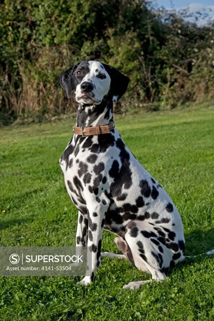 Spotted Black And White Dalmation Waterloo Kennels Uk