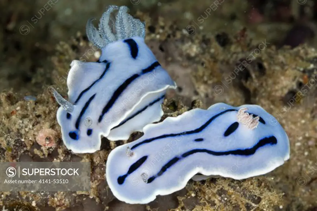 Couple Of Blue Dorid Nudibranch, Chromodoris Willani, Raja Ampat, West Papua, Indonesia