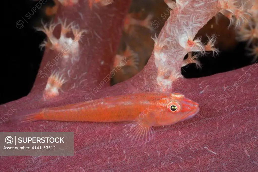 Ghost Goby On Soft Coral, Pleurosicya Sp., Raja Ampat, West Papua, Indonesia