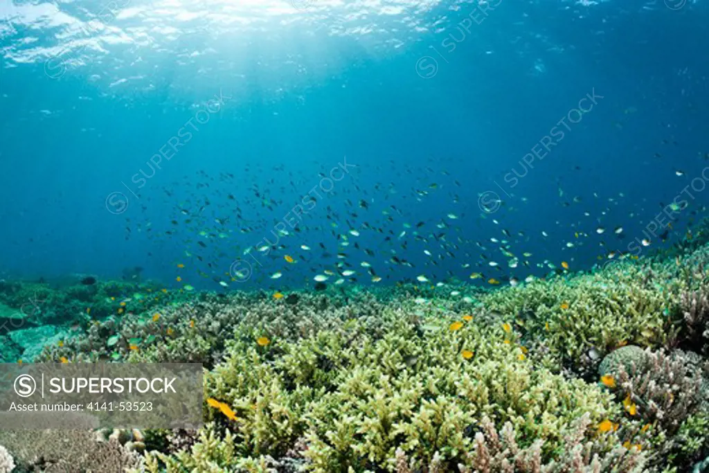 Coralfish Over Reef, Raja Ampat, West Papua, Indonesia