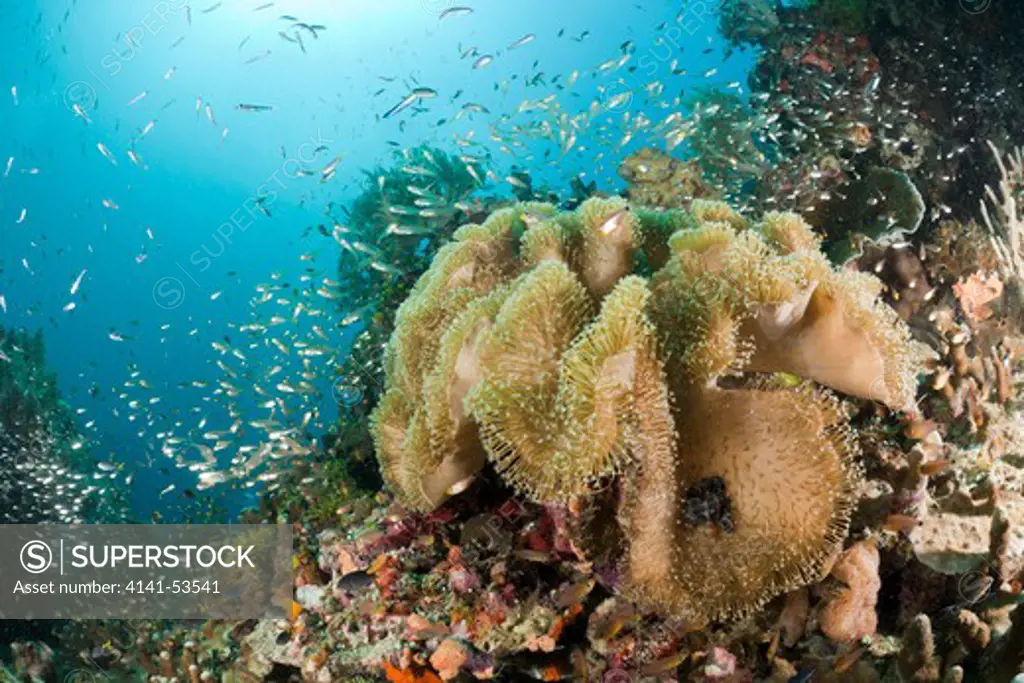 Mushroom Soft Coral, Sarcophyton Sp., Raja Ampat, West Papua, Indonesia