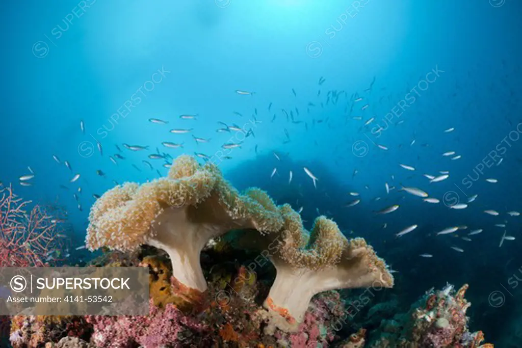 Mushroom Soft Corals, Sarcophyton Sp., Raja Ampat, West Papua, Indonesia