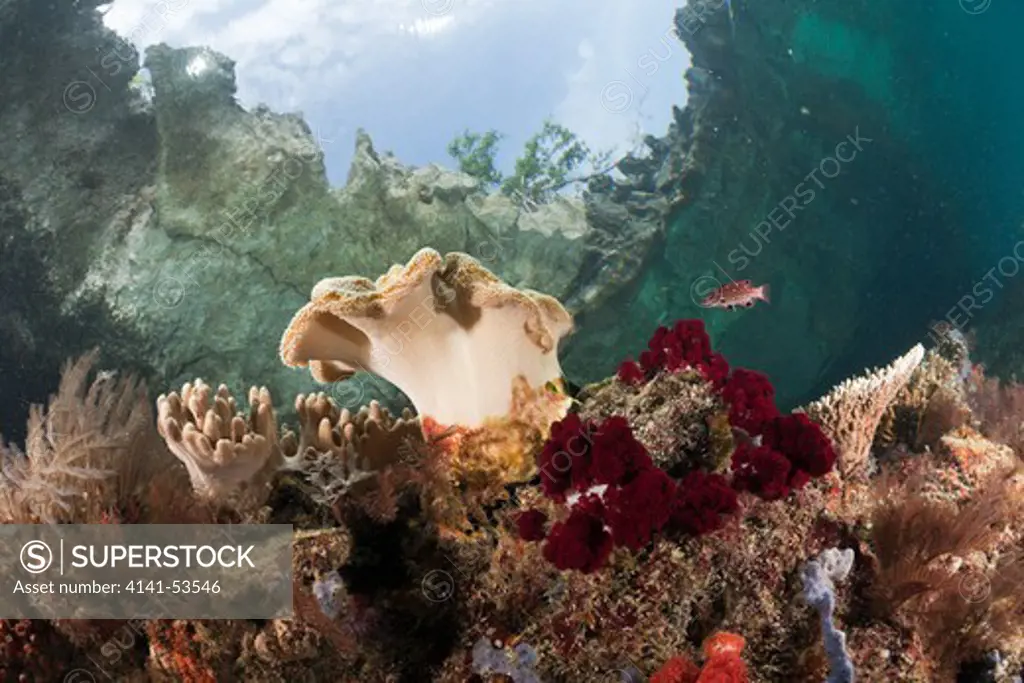 Shallow Coral Reef, Raja Ampat, West Papua, Indonesia