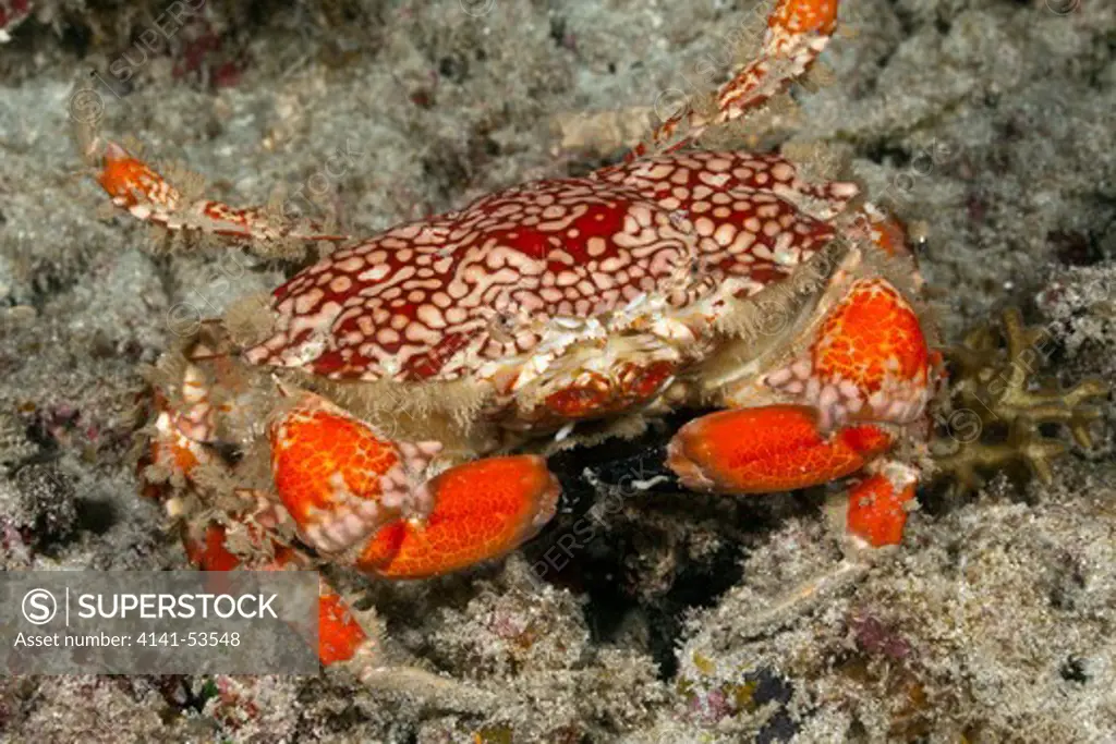 Splendid Round Crab, Etisus Sp., Raja Ampat, West Papua, Indonesia