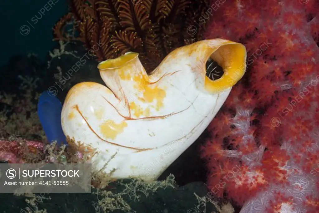 Golden Tunicate, Polycarpa Aurata, Raja Ampat, West Papua, Indonesia
