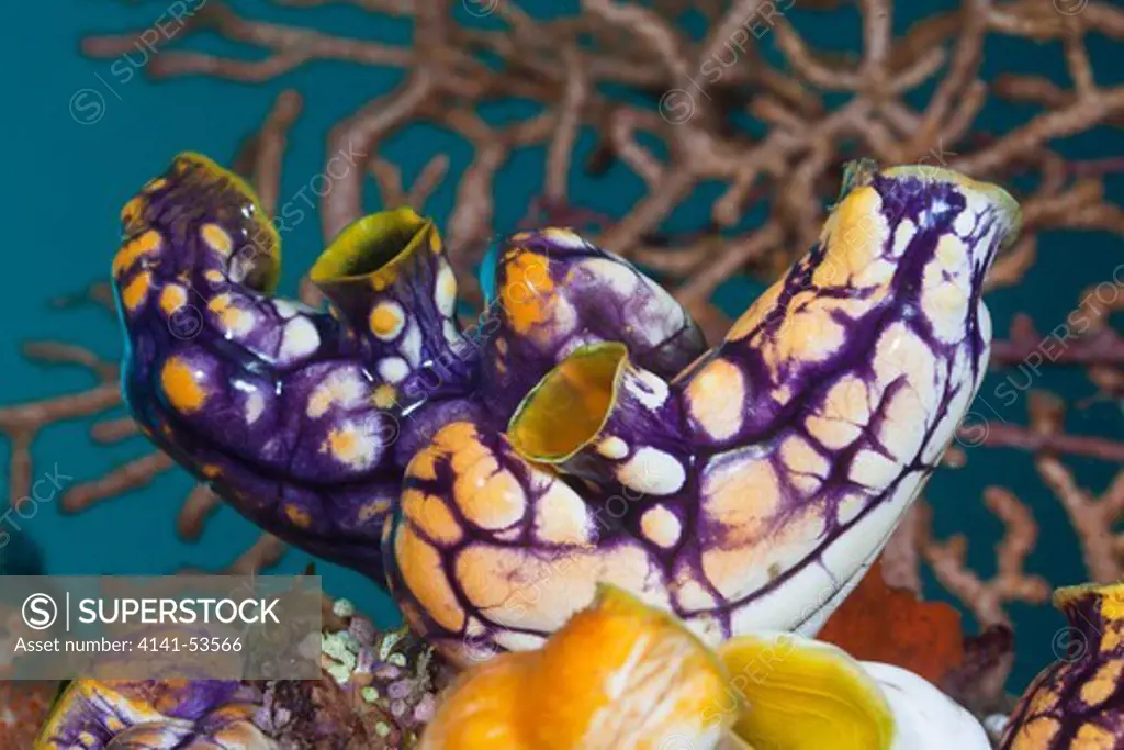 Golden Sea-Squirt, Polycarpa Aurata, Raja Ampat, West Papua, Indonesia