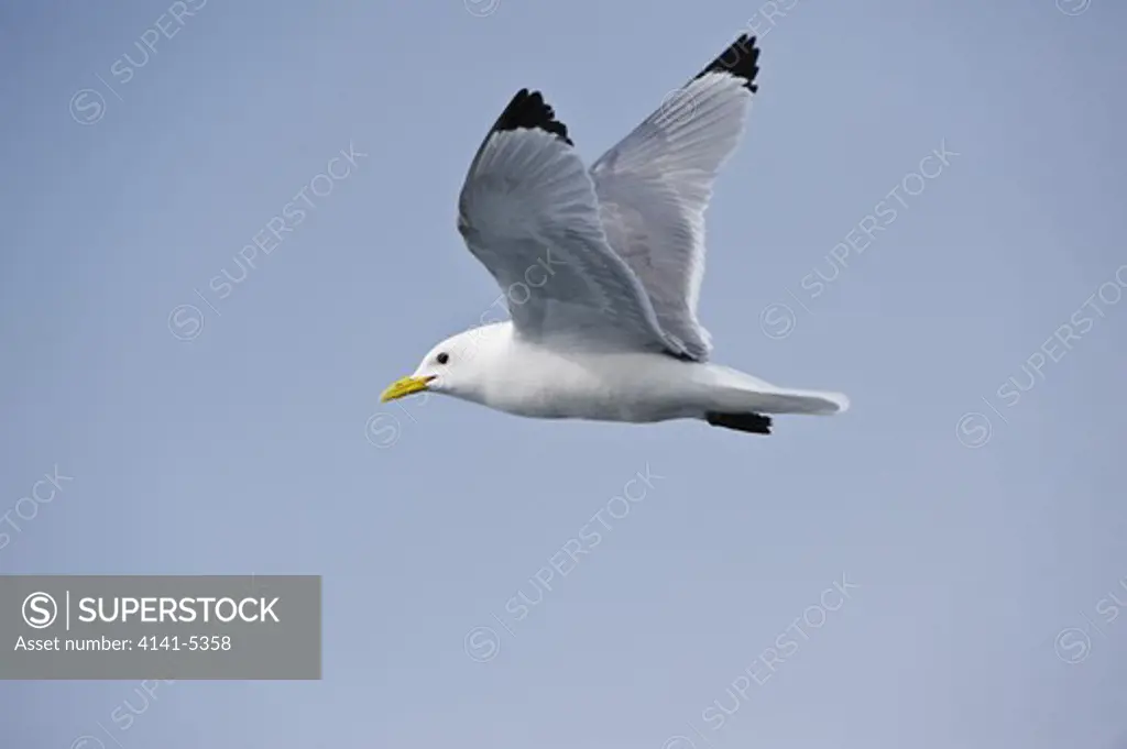 black-legged kittiwake, rissa tridactyla; spitsbergen