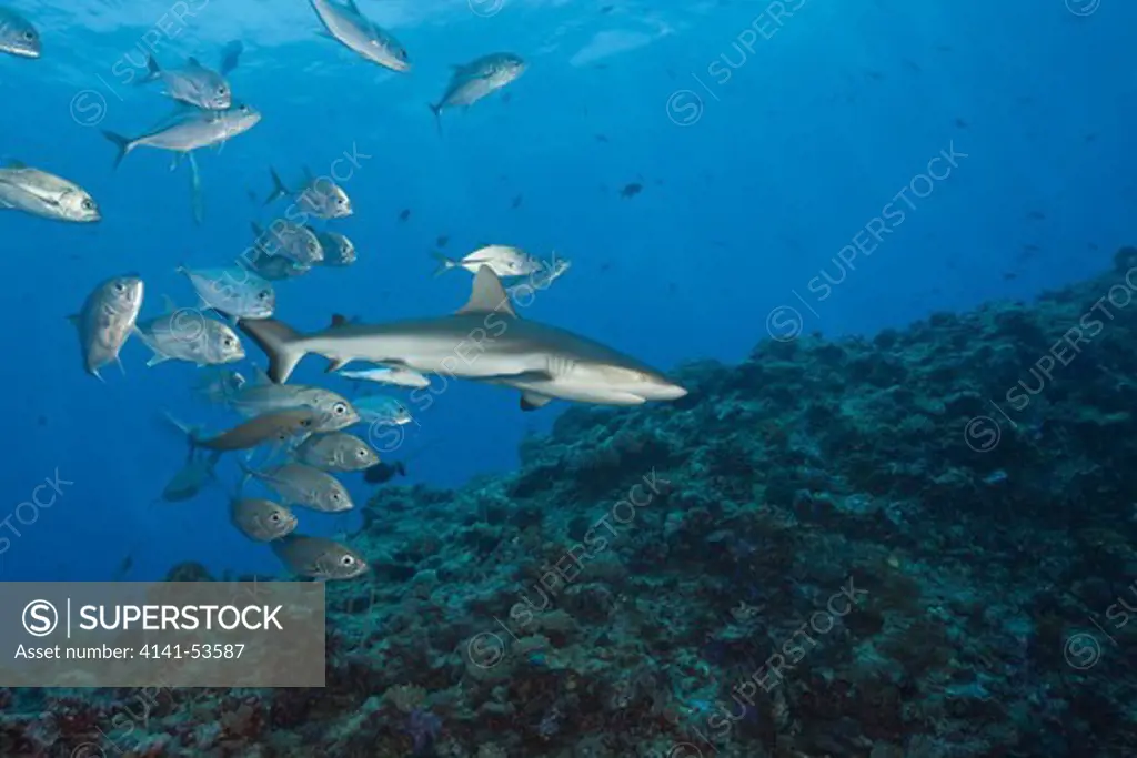 Jackfishes Edge Grey Reef Shark, Carcharhinus Amblyrhynchos, Blue Corner, Micronesia, Palau