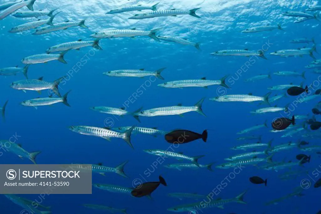 Group Of Blackfin Barracudas, Sphyraena Qenie, Blue Corner, Micronesia, Palau