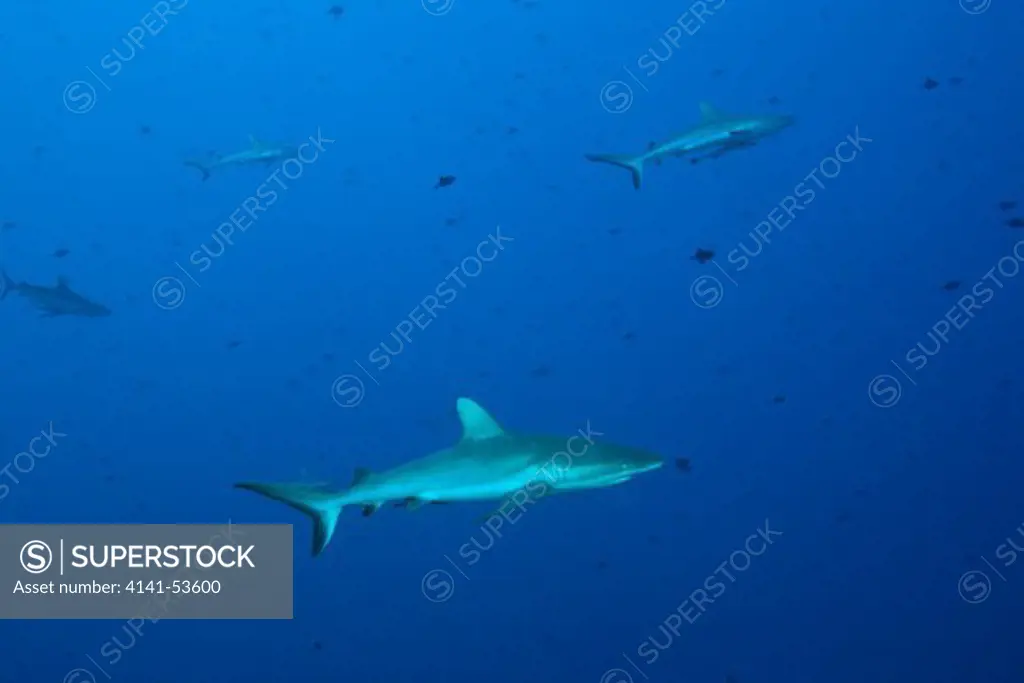 Grey Reef Sharks, Carcharhinus Amblyrhynchos, Blue Corner, Micronesia, Palau