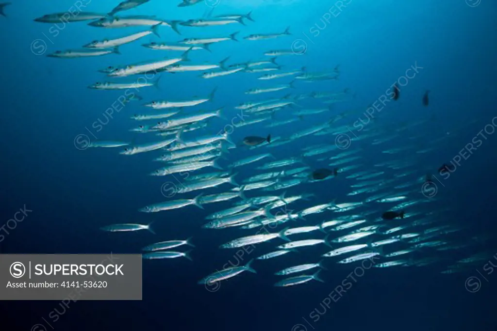 Schooling Yellowtail Barracuda, Sphyraena Flavicauda, German Channel, Micronesia, Palau