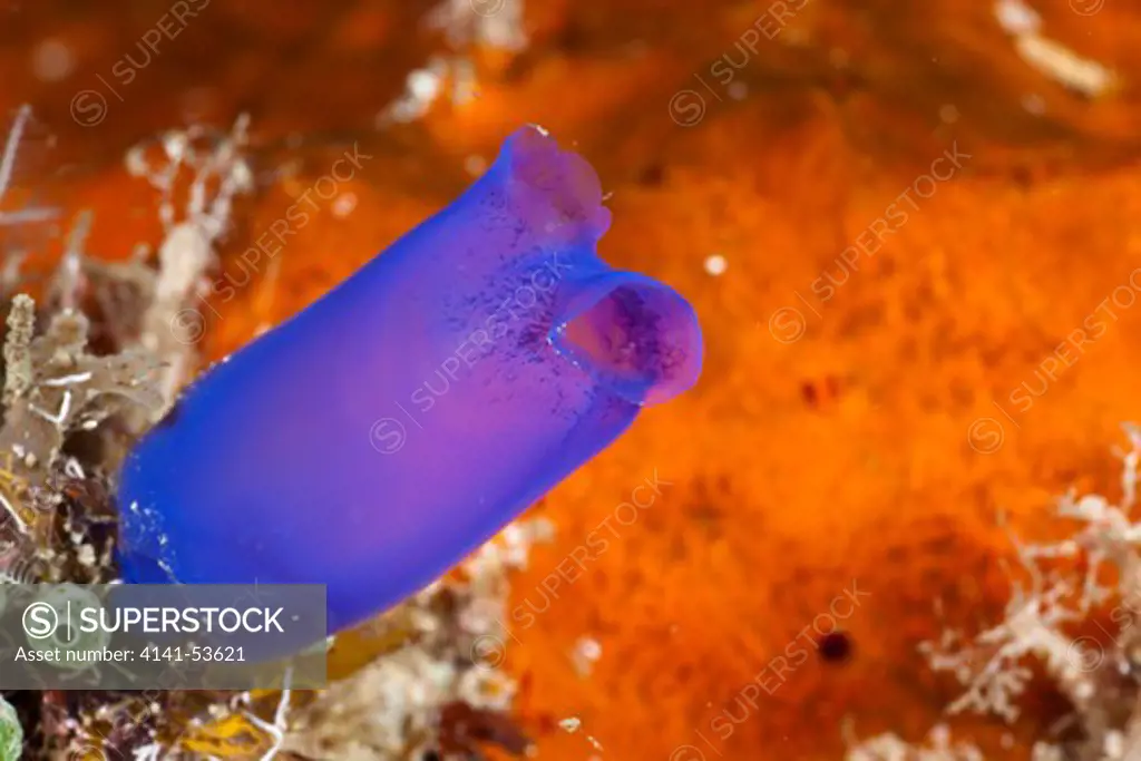 Blue Tunicate, Rhopalaea Morph Blue, Raja Ampat, West Papua, Indonesia