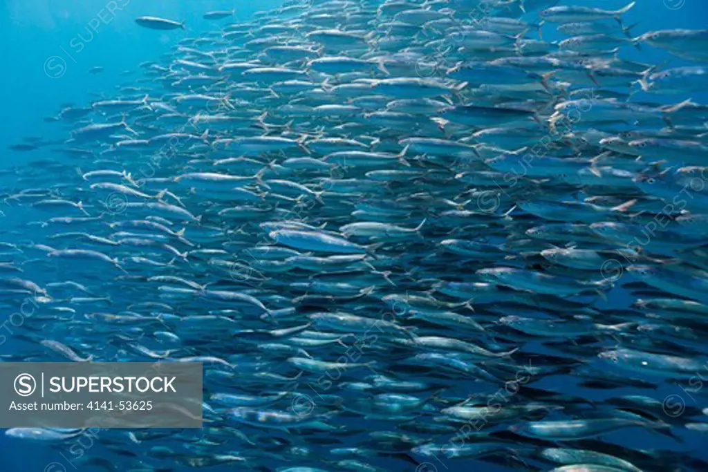 Schooling Sardines, Sardina Pilchardus, Isla Mujeres, Yucatan Peninsula, Caribbean Sea, Mexico