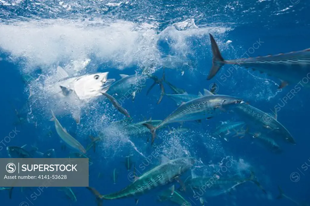 Bonitos Hunting Sardines, Sarda Sarda, Sardina Pilchardus, Isla Mujeres, Yucatan Peninsula, Caribbean Sea, Mexico
