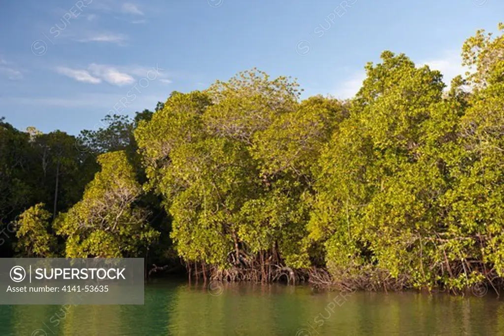 Mangroves Of Misool, Raja Ampat, West Papua, Indonesia