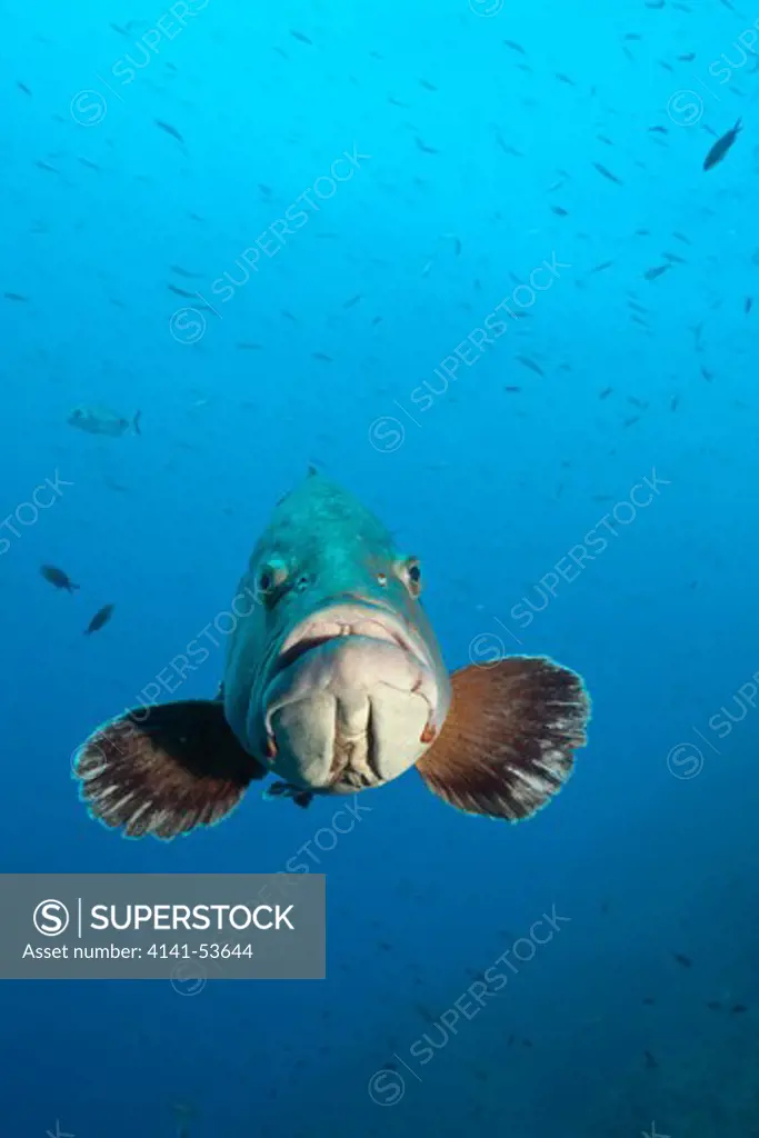 Dusky Grouper, Epinephelus Marginatus, Carall Bernat, Medes Islands, Costa Brava, Mediterranean Sea, Spain