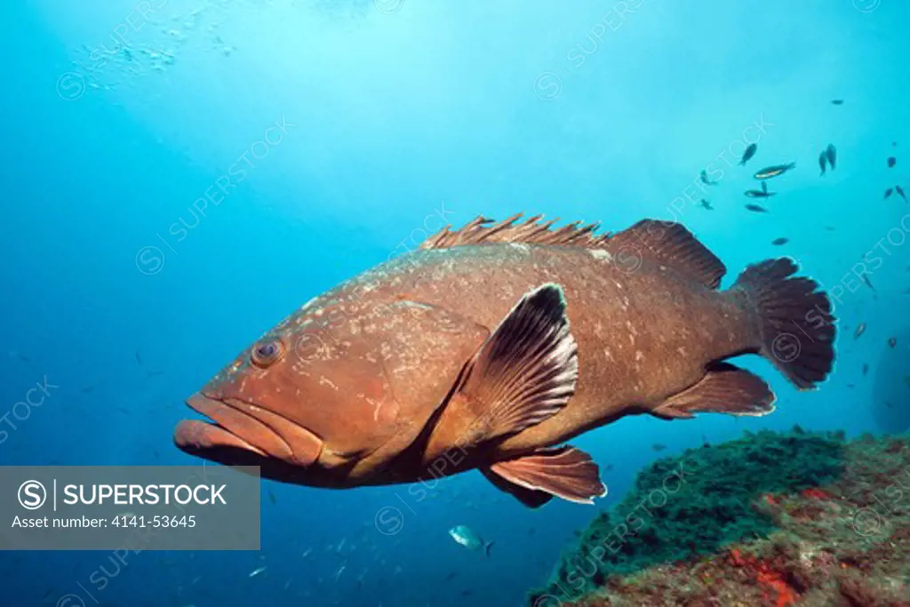Dusky Grouper, Epinephelus Marginatus, Carall Bernat, Medes Islands, Costa Brava, Mediterranean Sea, Spain