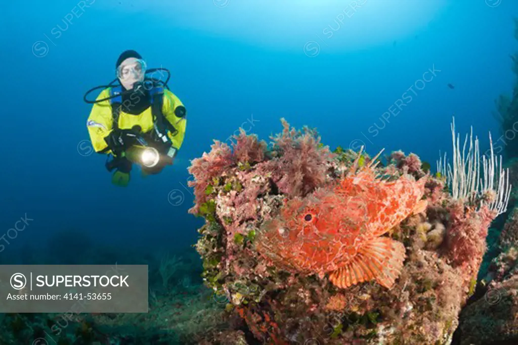 Great Rockfish And Scuba Diver, Scorpaena Scrofa, Les Ferranelles, Medes Islands, Costa Brava, Mediterranean Sea, Spain