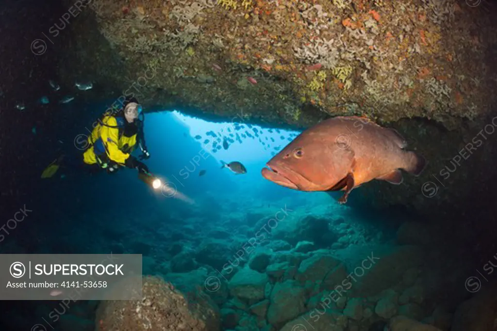 Scuba Diver And Dusky Grouper In Cave, Epinephelus Marginatus, Dofi North, Medes Islands, Costa Brava, Mediterranean Sea, Spain