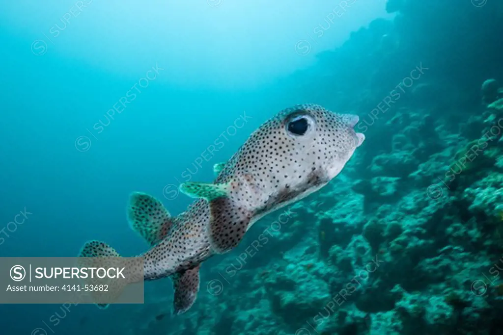 Common Porcupinefish, Diodon Hystrix, Medhu Faru Reef, South Male Atoll, Maldives