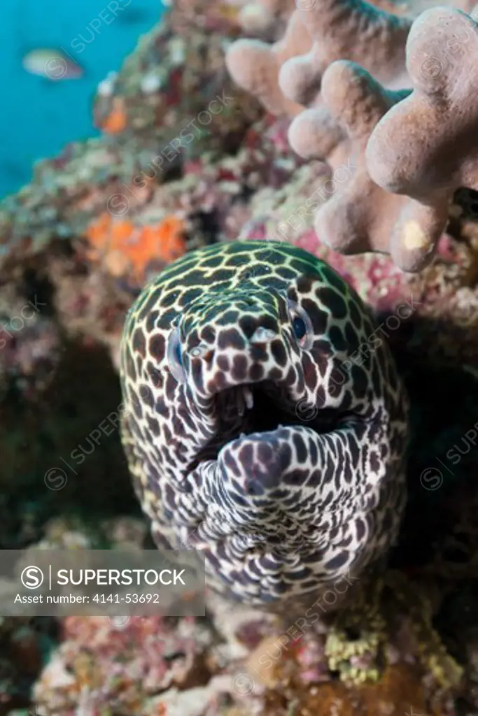 Honeycomb Moray, Gymnothorax Favagineus, Kandooma Caves, South Male Atoll, Maldives