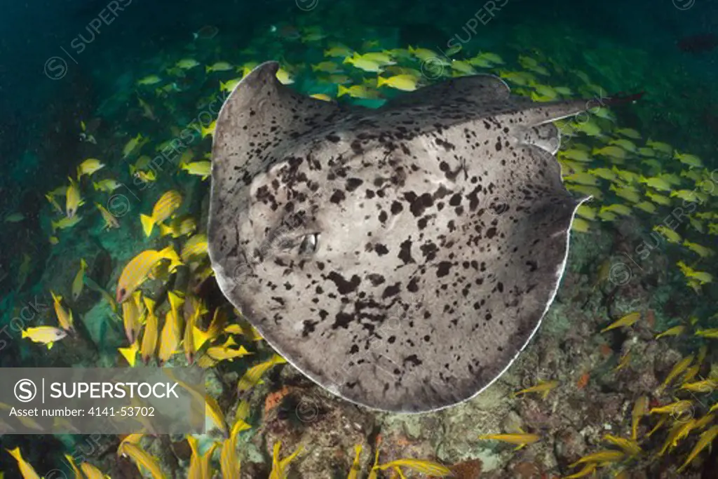 Blotched Fantail Stingray, Taeniura Meyeni, Ellaidhoo House Reef, North Ari Atoll, Maldives