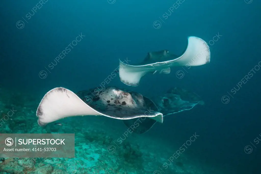 Group Of Blotched Fantail Stingray, Taeniura Meyeni, Ellaidhoo House Reef, North Ari Atoll, Maldives