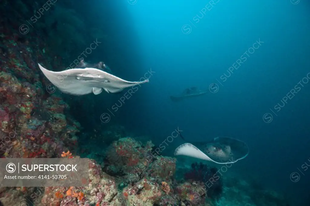 Blotched Fantail Stingray, Taeniura Meyeni, Ellaidhoo House Reef, North Ari Atoll, Maldives