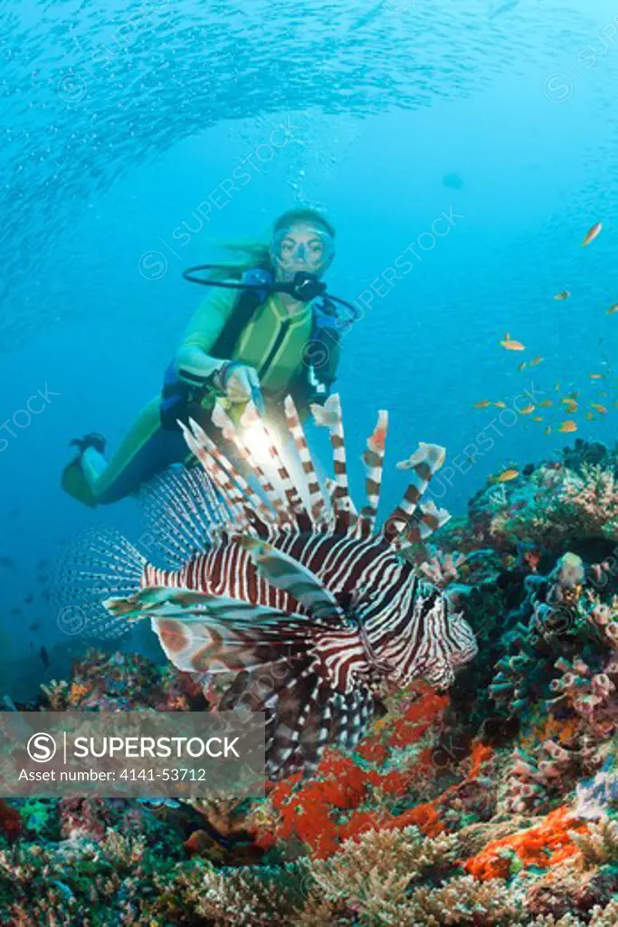 Diver And Lionfish, Pterois Miles, Maya Thila, North Ari Atoll, Maldives