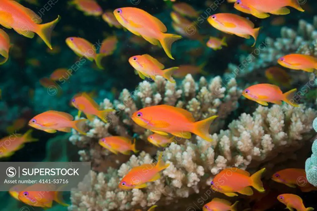 Lyretail Anthias In Coral Reef, Pseudanthias Squamipinnis, North Ari Atoll, Maldives