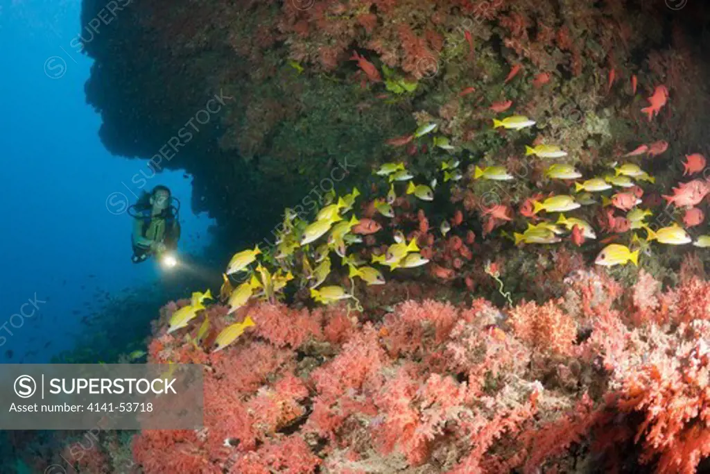Scuba Diver In Coral Reef, Himendhoo Thila, North Ari Atoll, Maldives