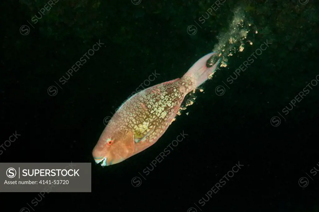 Defecating Redlip Parrotfish, Scarus Rubrovioleaceus, Himendhoo Thila, North Ari Atoll, Maldives