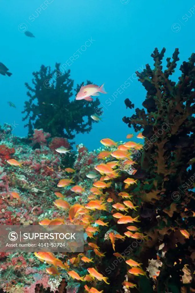 Coral Reef With Anthias, Pseudanthias Squamipinnis, North Ari Atoll, Maldives