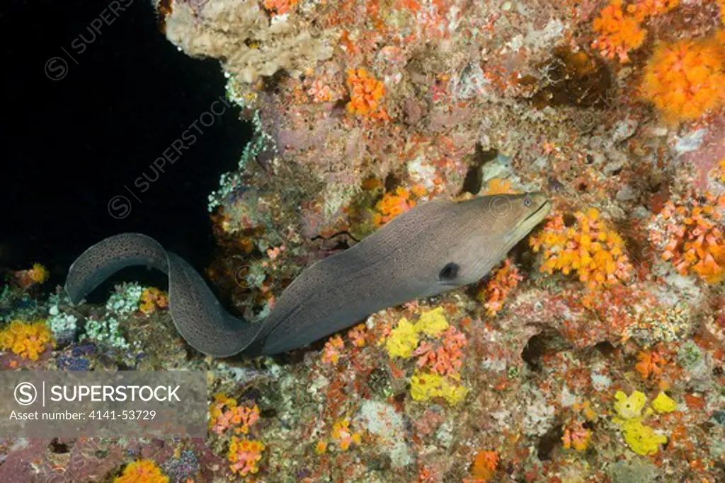 Giant Moray Hunting At Night, Gymnothorax Javanicus, Maya Thila, North Ari Atoll, Maldives