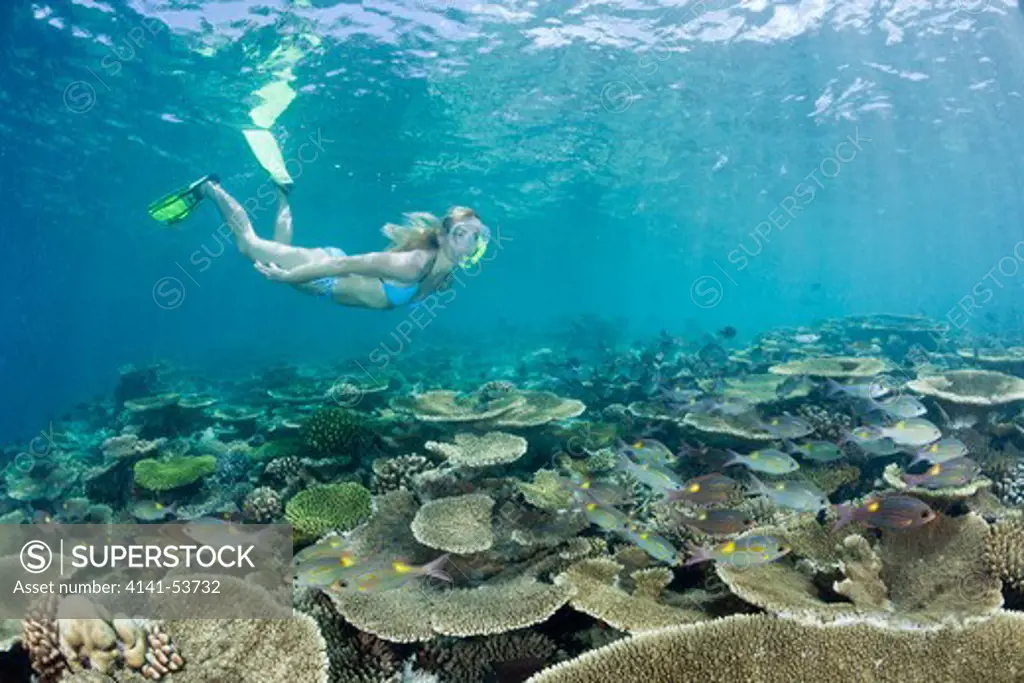 Healty Reef And Skin Diver, Ellaidhoo House Reef, North Ari Atoll, Maldives