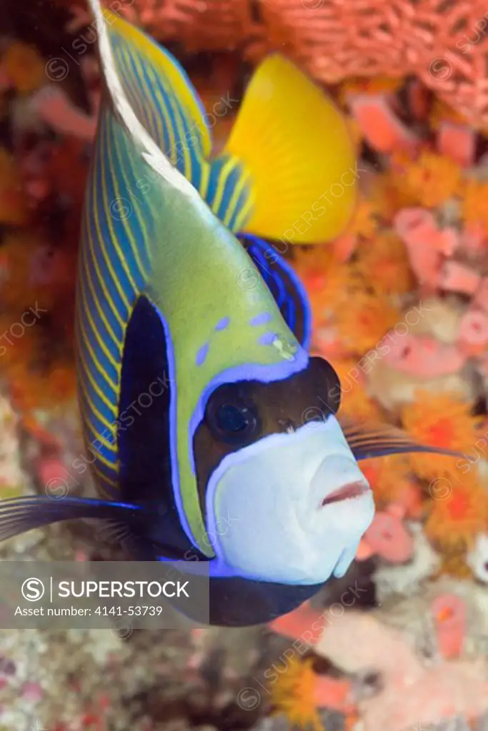 Emperor Angelfish, Pomacanthus Imperator, Ellaidhoo House Reef, North Ari Atoll, Maldives