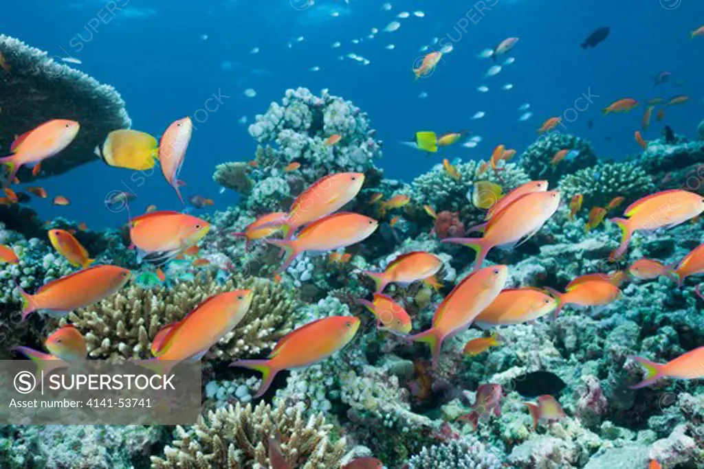 Coral Reef With Lyretail Anthias, Pseudanthias Squamipinnis, North Ari Atoll, Maldives