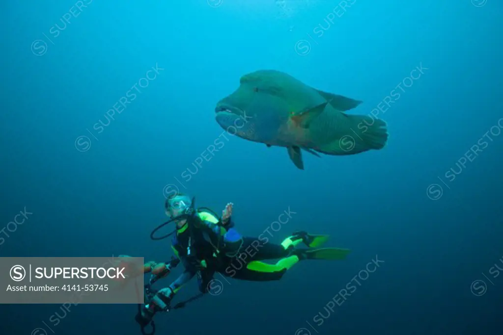 Diver And Napoleon Wrasse, Cheilinus Undulatus, Fishhead, North Ari Atoll, Maldives