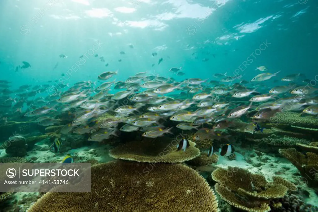 Glowspot Emperor Over Table Corals, Gnathodentex Aurolineatus, Ellaidhoo House Reef, North Ari Atoll, Maldives