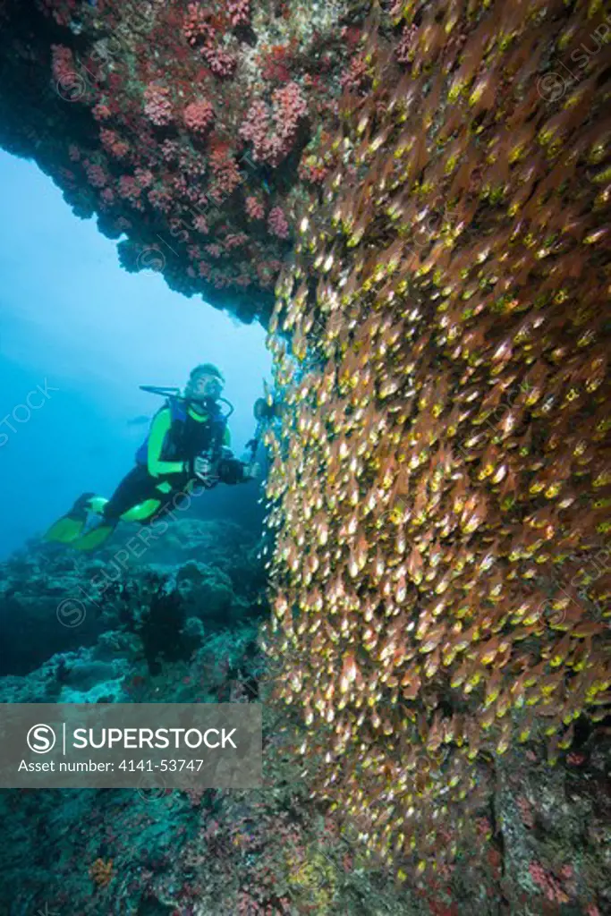 Pygmy Sweeper And Scuba Diver, Parapriacanthus, Ellaidhoo House Reef, North Ari Atoll, Maldives