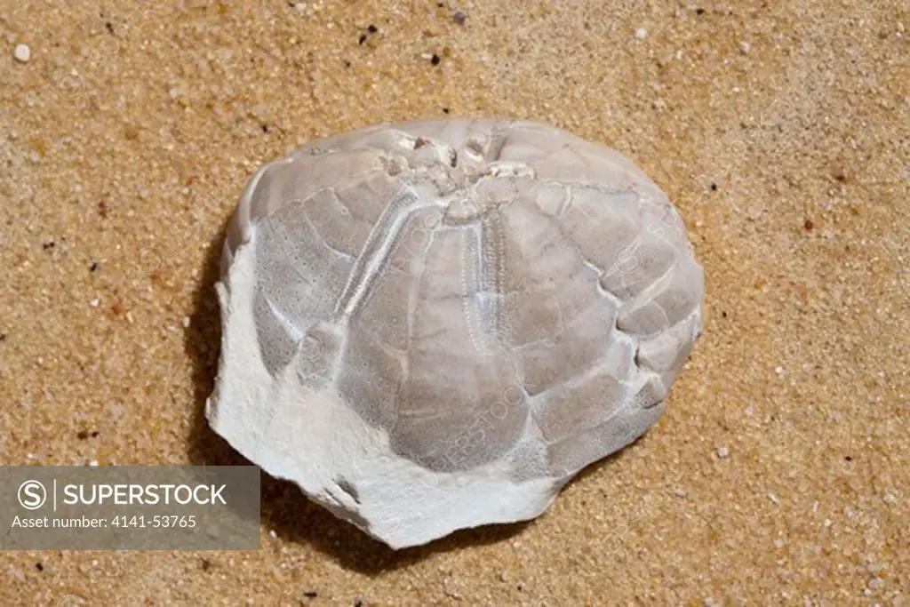Fossil Sea Urchin In White Desert National Park, Libyan Desert, Egypt