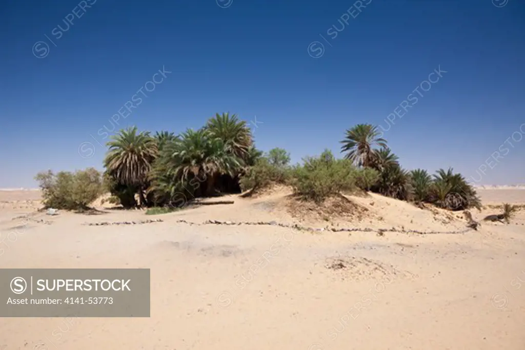 Oasis Ain Khadra Near White Desert National Park, Libyan Desert, Egypt