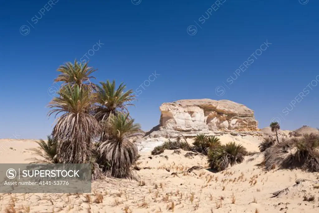 Oasis Al-Wadi Near White Desert National Park, Libyan Desert, Egypt