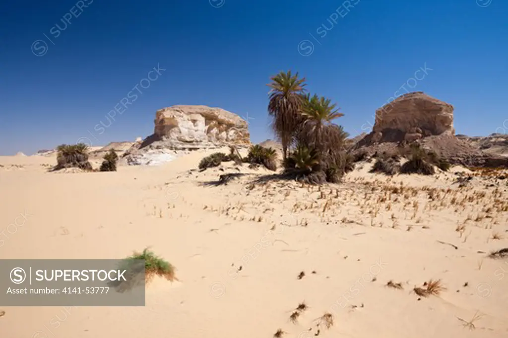 Oasis Al-Wadi Near White Desert National Park, Libyan Desert, Egypt