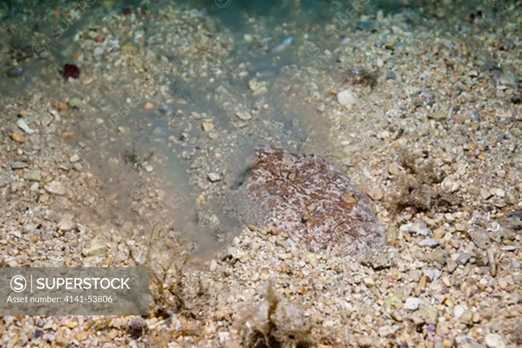Star Gazer Hiding In Sand, Uranoscopus Scaber, Istria, Adriatic Sea, Croatia