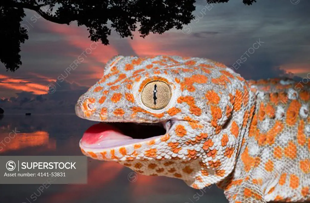 Tokay Gecko, Gekko Gecko, West Papua, Misool, Indonesia