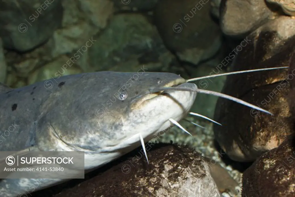 Wels Catfish, Siluris Glanis, Caspian Sea, Russia