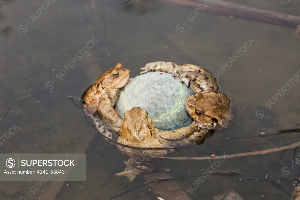 Toads Cling To Tennis Ball In Mating Season, Bufo Bufo, Munich, Bavaria, Germany