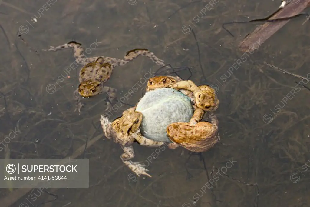 Toads Cling To Tennis Ball In Mating Season, Bufo Bufo, Munich, Bavaria, Germany